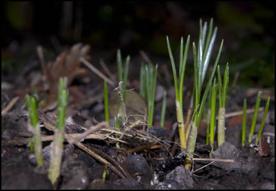 180110crocus.jpg