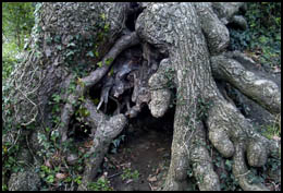 010210roots.jpg