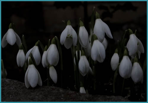 050210snowdrop.jpg