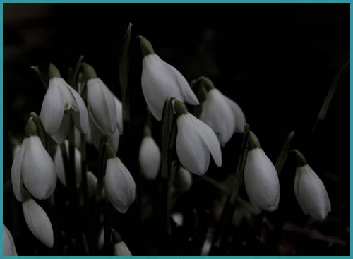 050210snowdrop1.jpg