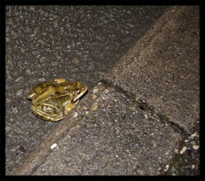 140210frog2.jpg