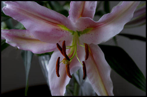 010310lily.jpg