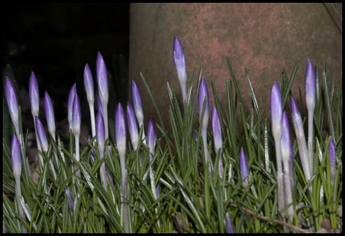 270210crocus.jpg