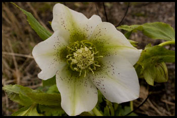hellebore050410.jpg