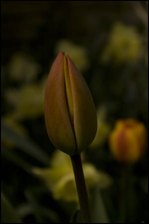 230410tulip.jpg