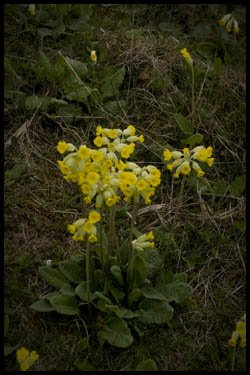 280410cowslip.jpg